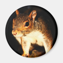 Squirrel Magnets