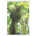 Squirrel Moments Wall Calendars