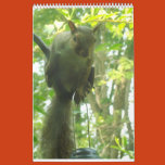 squirrels