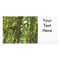 Squirrel Monkey and Baby Photo Picture Card