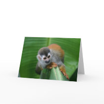 Squirrel Monkey Costa Rica cards by puravida08 Squirrel Monkey Costa Rica cards