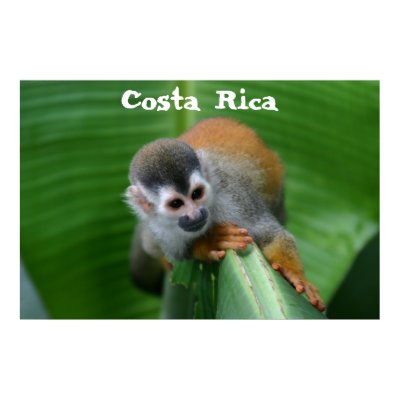 Squirrel Monkey Costa Rica Print by puravida08