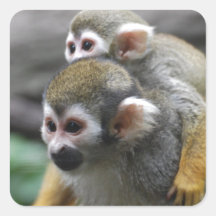 Squirrel Monkey Family Affair Sticker