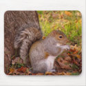 Squirrel Mosue Pad mousepads