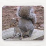 Squirrel Mouse pad