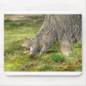 squirrel Mouse Pad mousepads