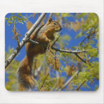 Squirrel Mouse Mats
