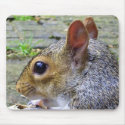 squirrel mousepads