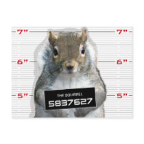 Squirrel Mug Shot Postcards