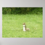 Squirrel Nutty Nick posters