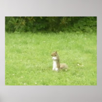 Squirrel Nutty Nick Poster