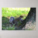 Squirrel on a Tree Poster Print