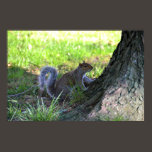 Squirrel on a Tree Poster Print