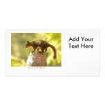 Squirrel on Cookie Jar Photo Card Template