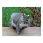 Squirrel on deck postcards