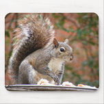 Squirrel on Feeder mousepads