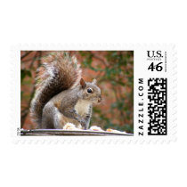 Squirrel on Feeder Postage Stamp