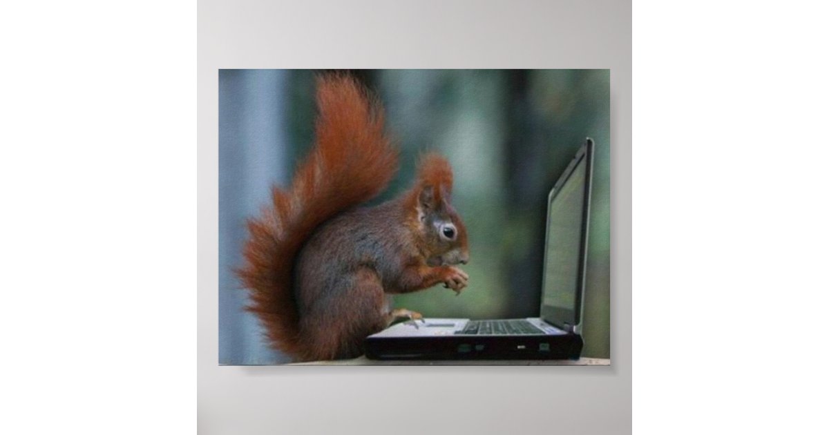 Squirrel on Laptop Poster Zazzle