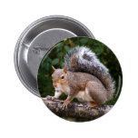 Squirrel On Limb Pinback Buttons