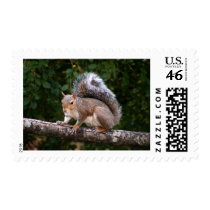 Squirrel On Limb stamps