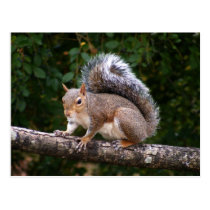 Squirrel On Limb postcards