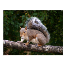 Squirrel On Limb Postcards