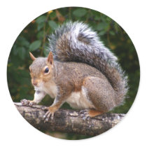 Squirrel On Limb stickers by TLArnold Squirrel On Limb stickers