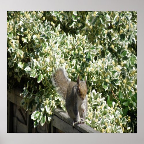 Squirrel on the fence Print print