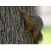 Squirrel On Tree photo sculptures by lifesphere Squirrel On Tree photo sculptures