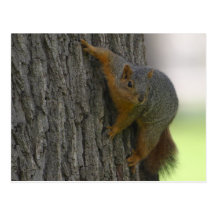 Squirrel On Tree Post Card