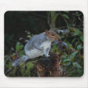 Squirrel Pad mousepads by ps98107 Squirrel Pad mousepads