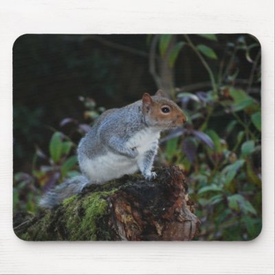Squirrel Pad Mouse Mats by ps98107