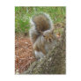 Squirrel "Peek-a-boo" Postcards