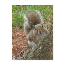 Squirrel "Peek-a-boo" postcards by birdersue Squirrel "Peek-a-boo" postcards