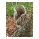 Squirrel "Peek-a-boo" Postcards