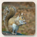 Squirrel Photo Cork Coaster cork coasters