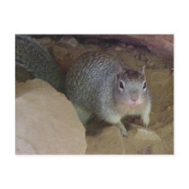 Squirrel Photo postcards by sumiko Squirrel Photo postcards