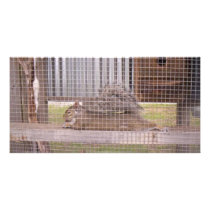 squirrel photo cards by Tamossa squirrel photo cards