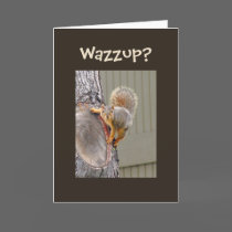 Squirrel Photograph