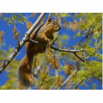 Squirrel photo sculptures by lifesphere Squirrel photo sculptures