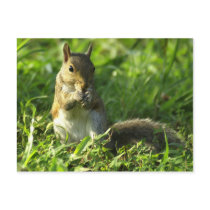 Squirrel portrait postcards by bpmcwill Squirrel portrait postcards