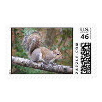 Squirrel Posing postage