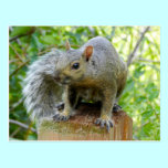 Squirrel Post Card postcards
