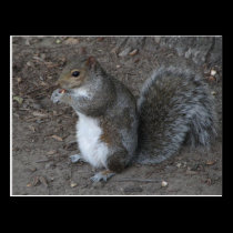 Squirrel postcards