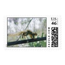 Squirrel postage by quetzal323 Squirrel postage