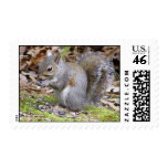 Squirrel Postage