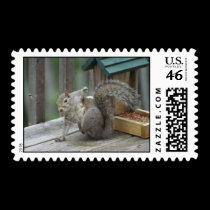 Squirrel Postage stamps