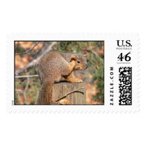 Squirrel postage