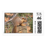 Squirrel Postage