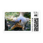 squirrel postage stamp
